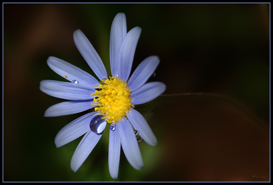 Weinendes blaues Blümchen