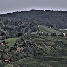 Weinerge rund um Fellbach und  den Rotenberg 