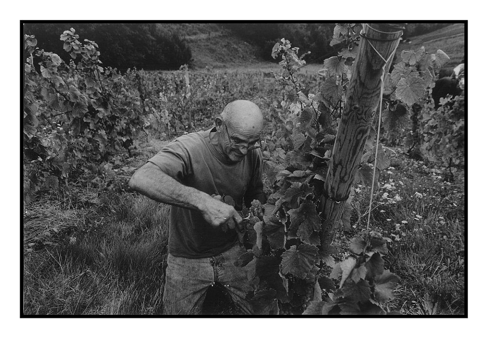 --Weinernte 2007-- no.3