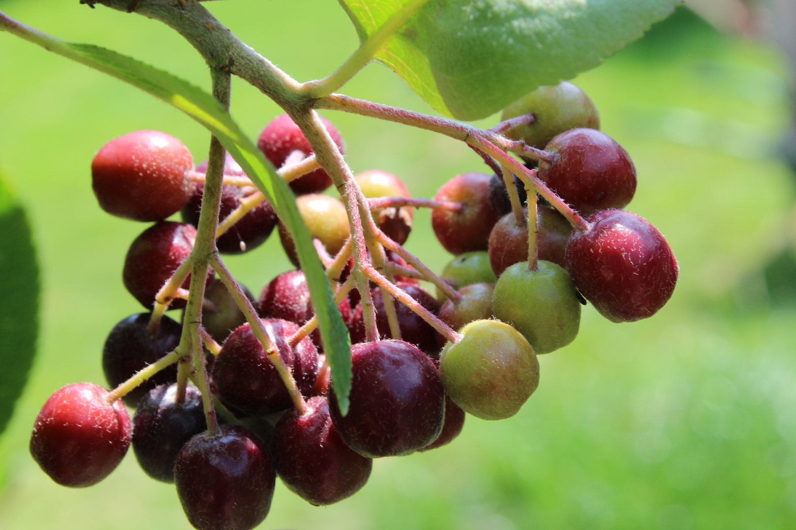 Weinernte