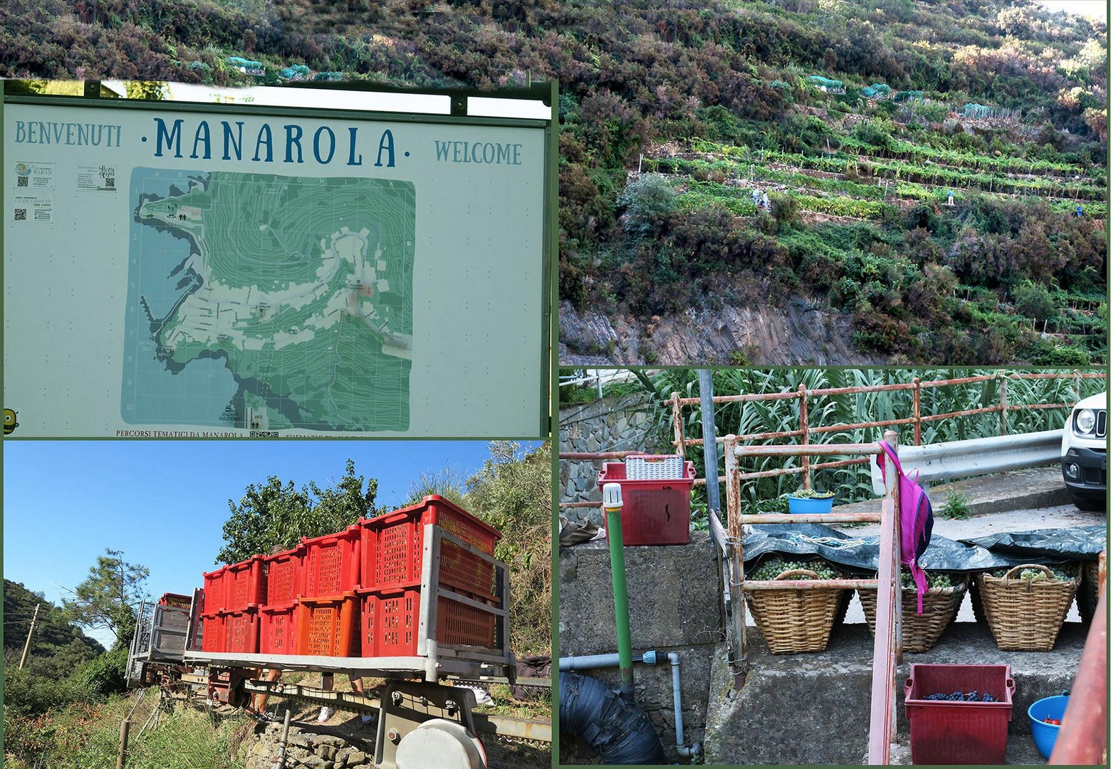 Weinernte in Manarola