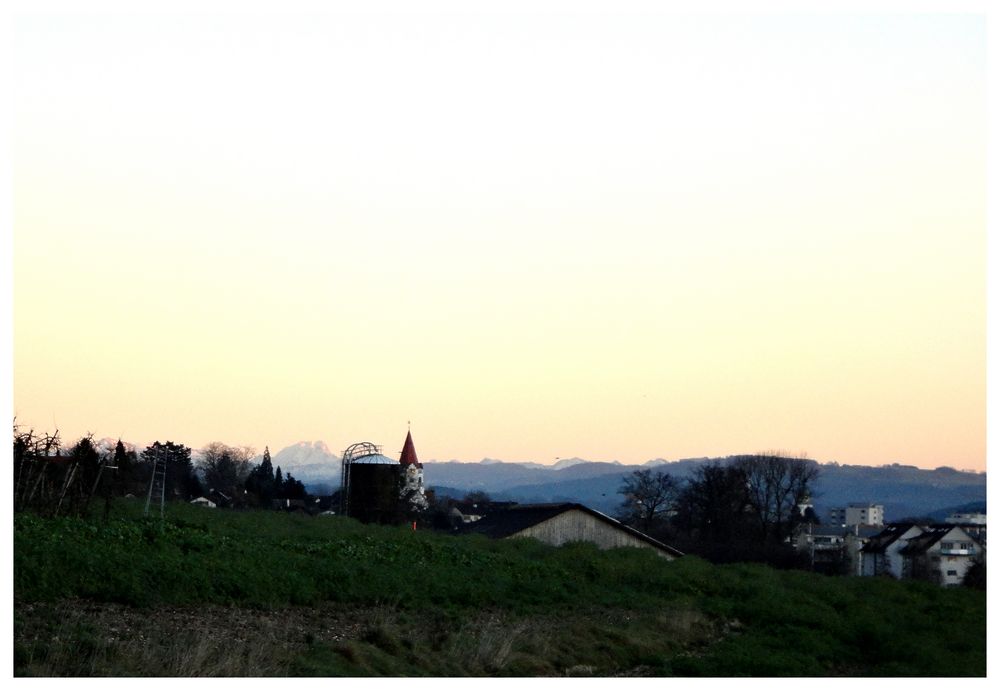 Weinfelden mit Österreicher Alpen