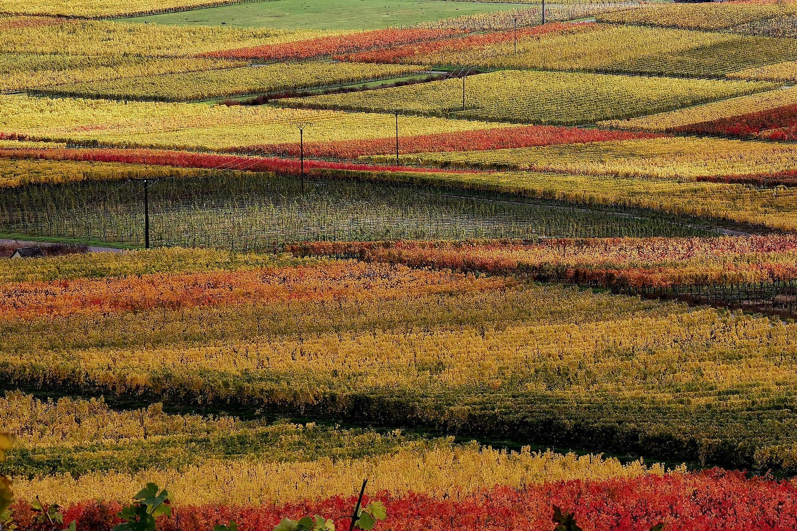 Weinfelder an der Mosel