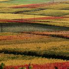 Weinfelder an der Mosel