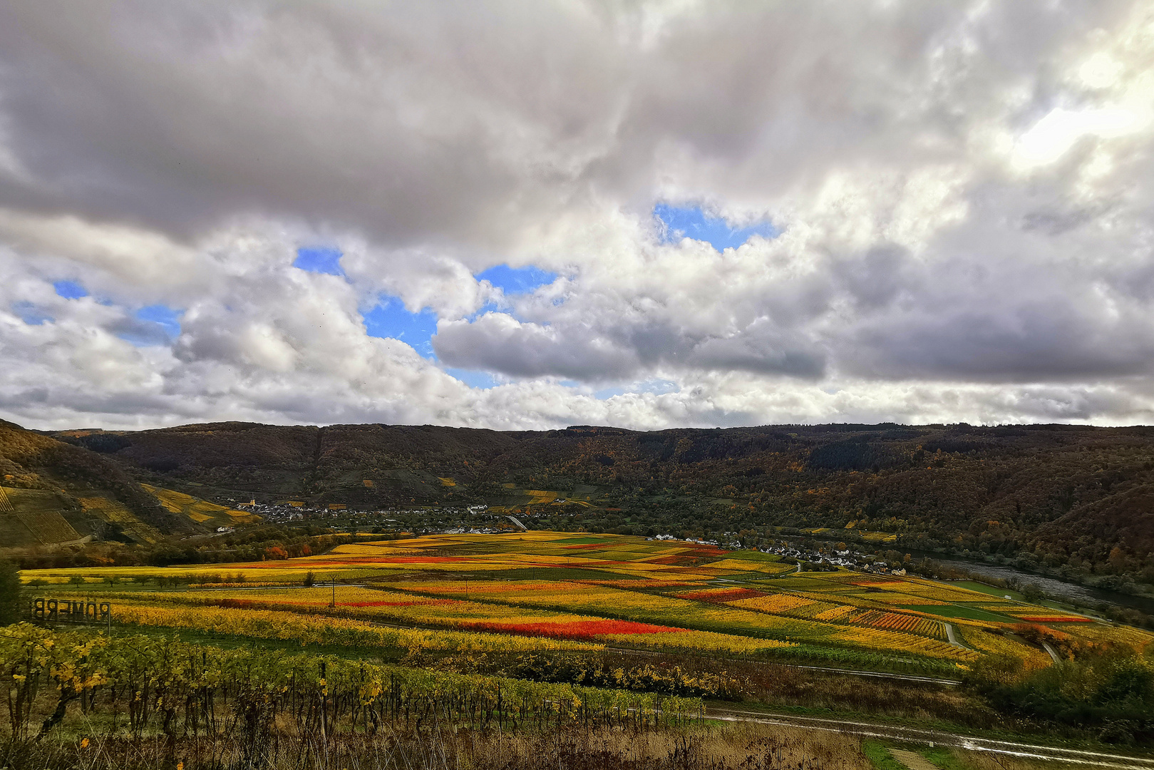 Weinfelder an der Mosel (Senheim) 