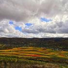 Weinfelder an der Mosel (Senheim) 