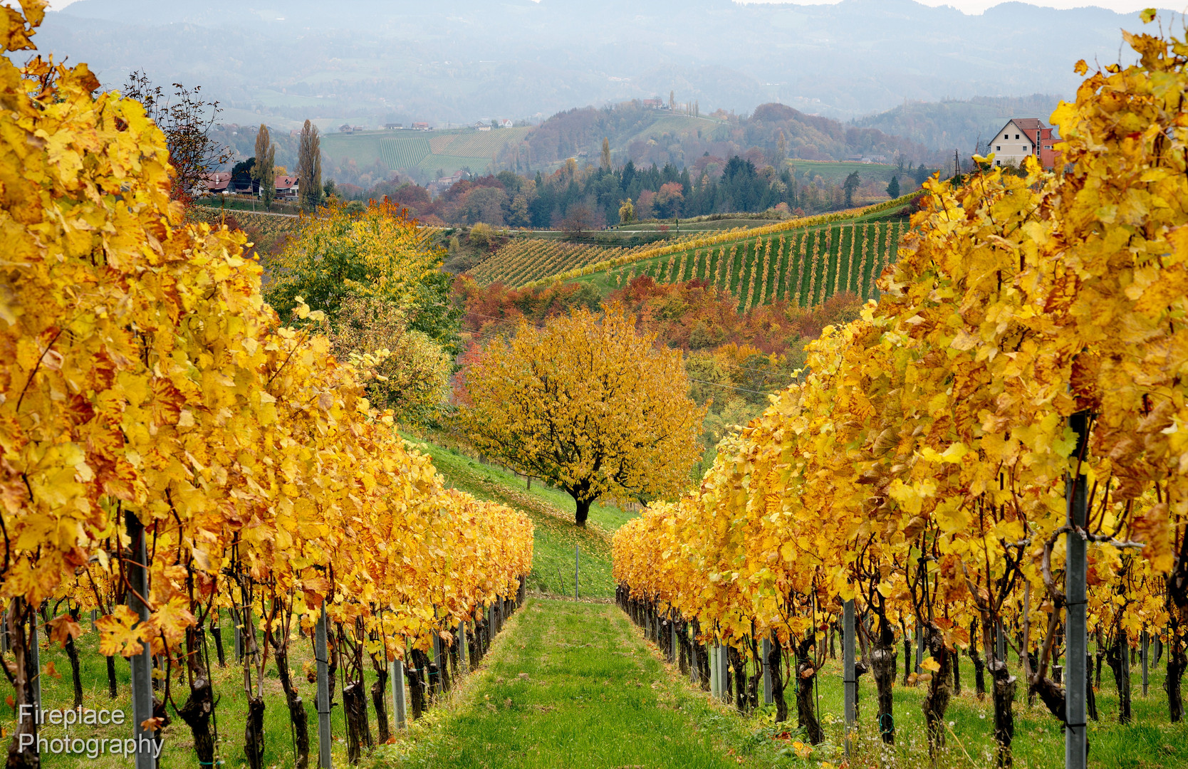 Weinfelder im Herbst, Südsteiermark.