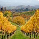 Weinfelder im Herbst, Südsteiermark.