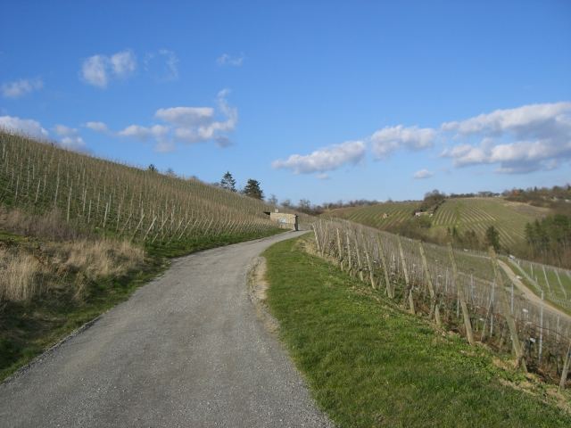Weinfelder in Würzburg,Bayern
