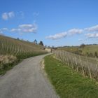 Weinfelder in Würzburg,Bayern