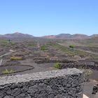 weinfelder ins Lanzarote