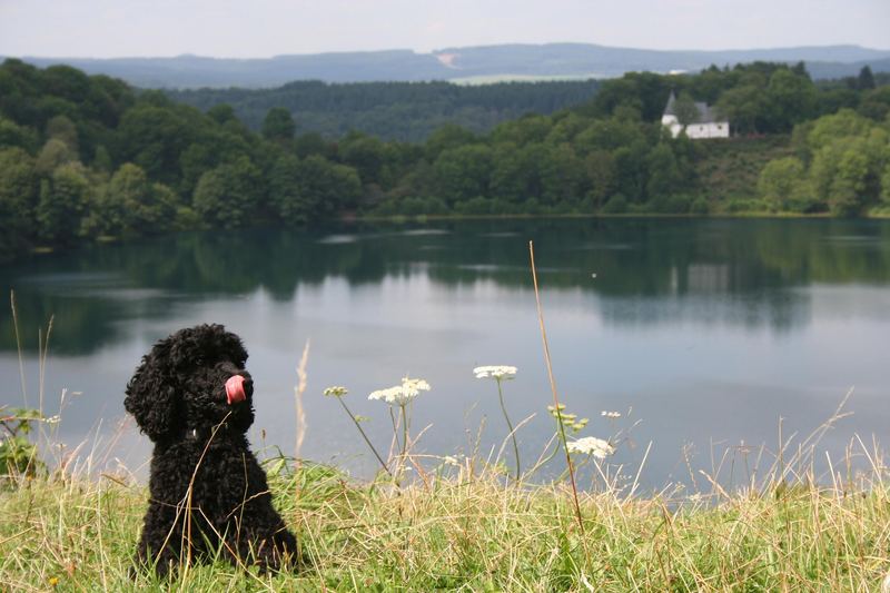 Weinfelder Maar bei Daun (Eifel)