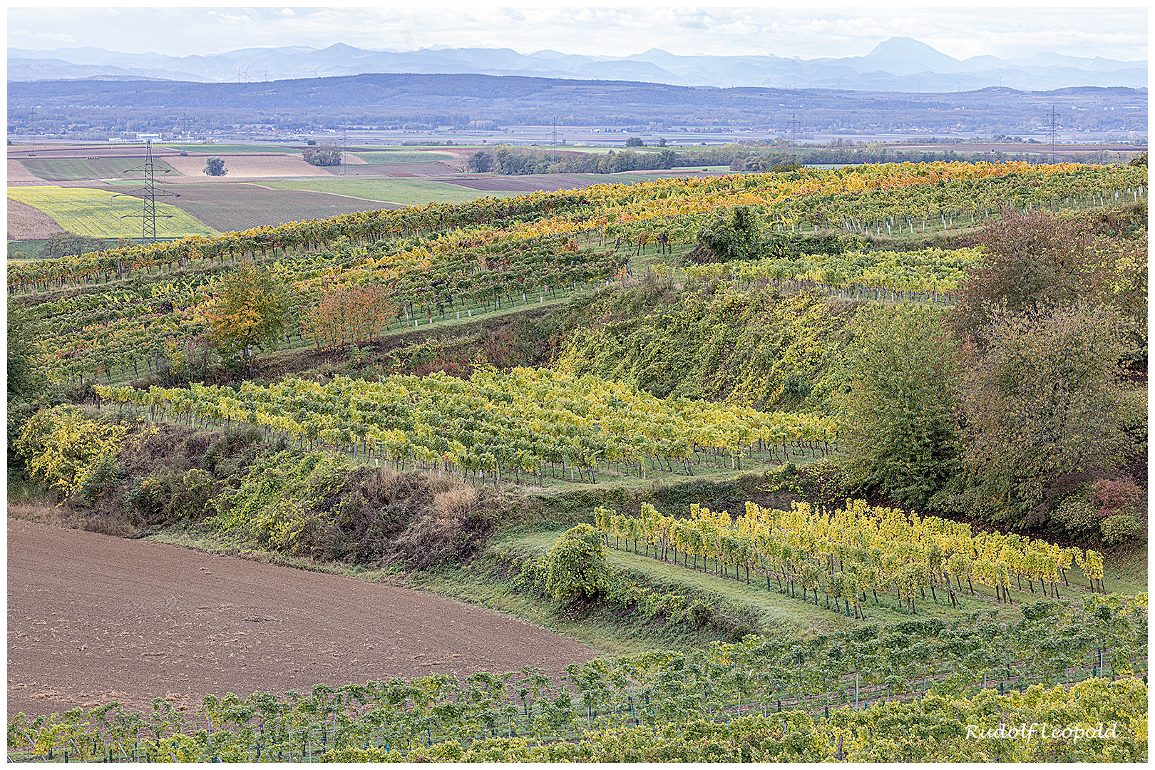 Weingärten im Weinviertel