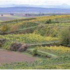 Weingärten im Weinviertel