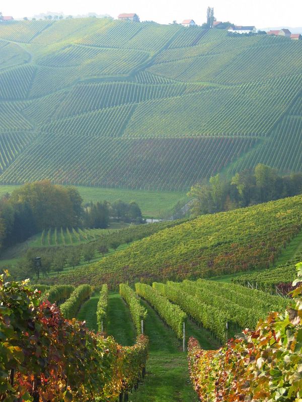 Weingärten in der Südsteiermark