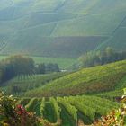Weingärten in der Südsteiermark
