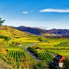 Weingärten in der Wachau