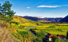 Weingärten in der Wachau