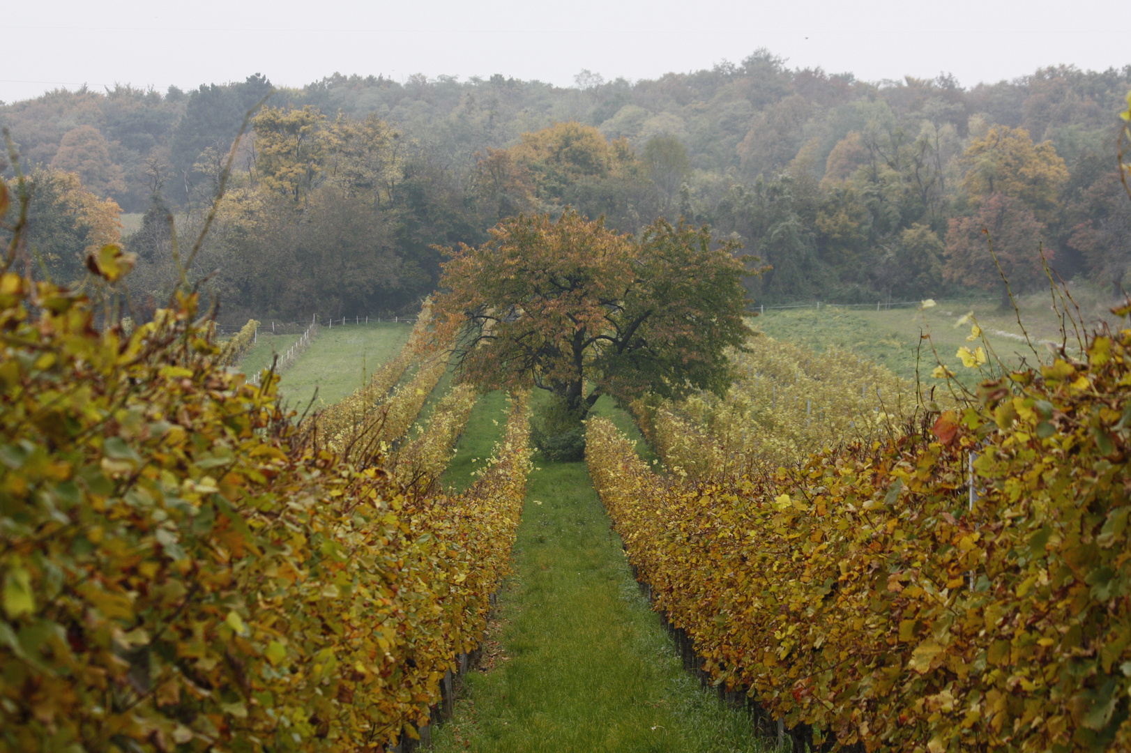 Weingärten mit Baum in Herbststimmung im Burgenland