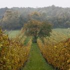 Weingärten mit Baum in Herbststimmung im Burgenland