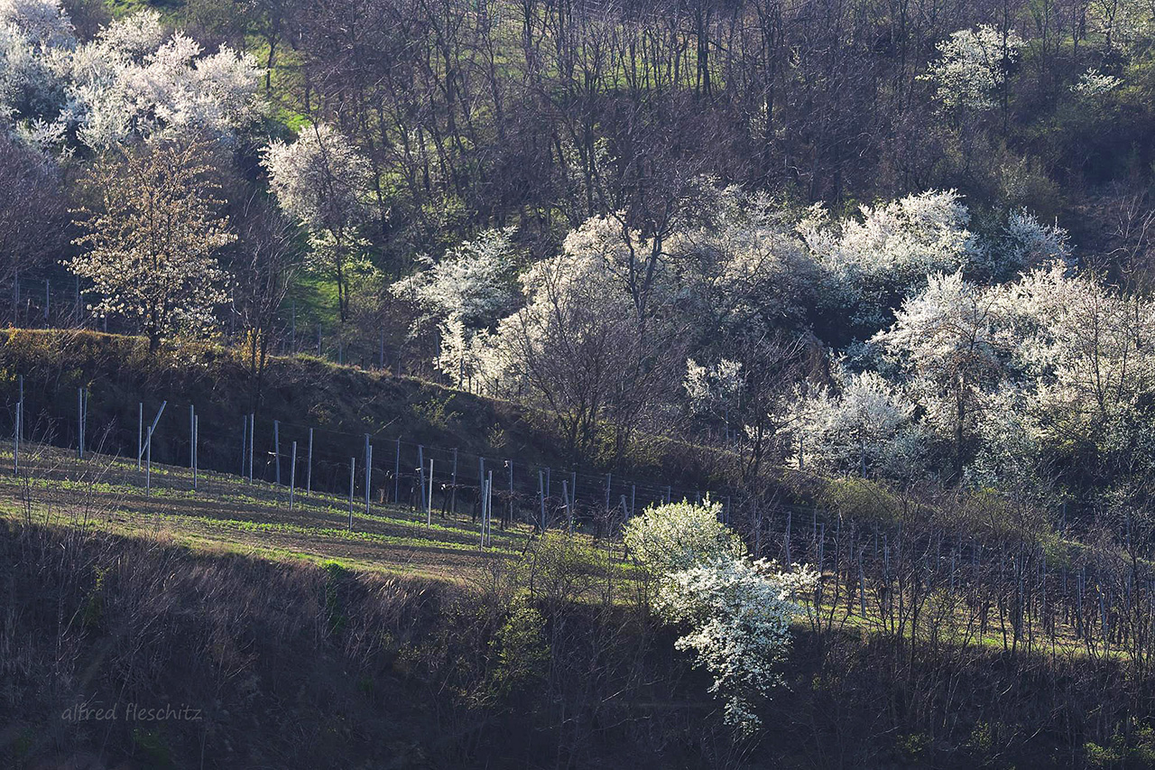 Weingarten 003a 2019 Frühling Pulkautal