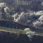 Weingarten 003a 2019 Frühling Pulkautal