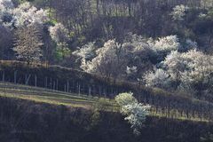 Weingarten 003a 2019 Frühling Pulkautal