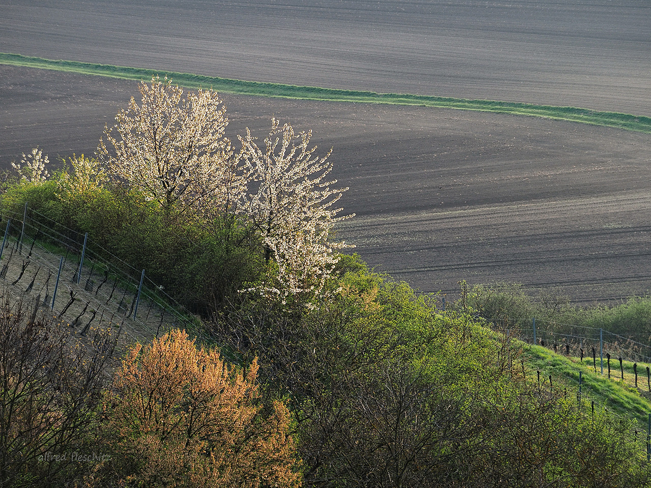 Weingarten 009a 2019 Frühling Unterretzbach 