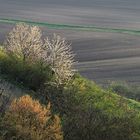 Weingarten 009a 2019 Frühling Unterretzbach 