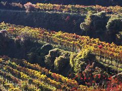 Weingarten 022 Herbst 2013