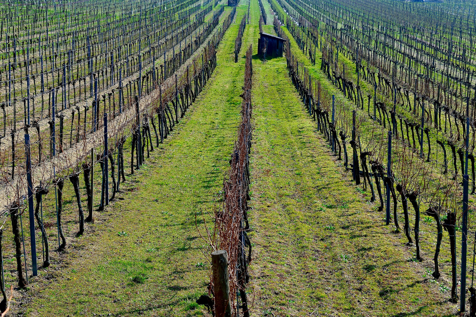 Weingarten bei Dürnstein (Wachau)