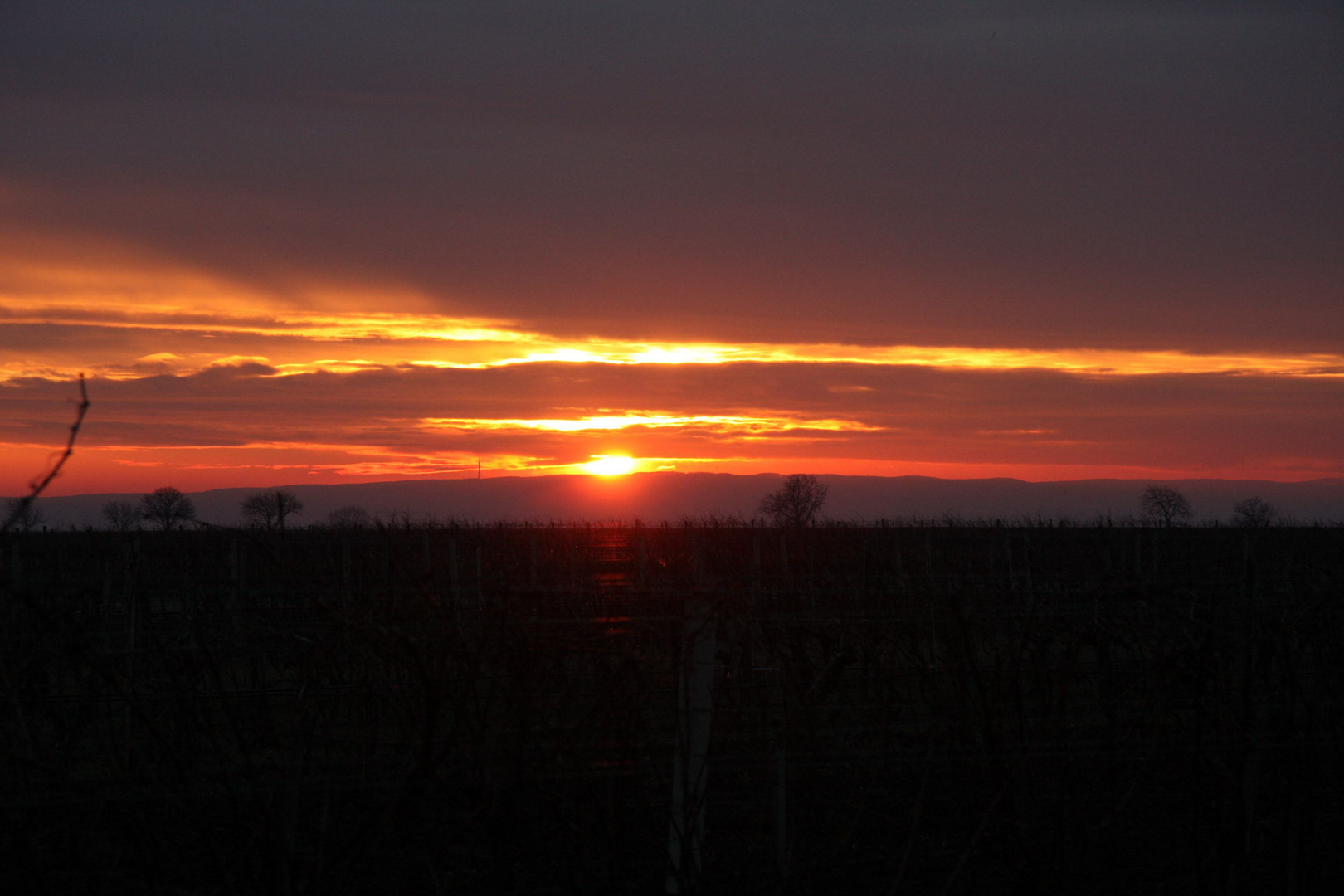 Weingarten bei Sonnenuntergang