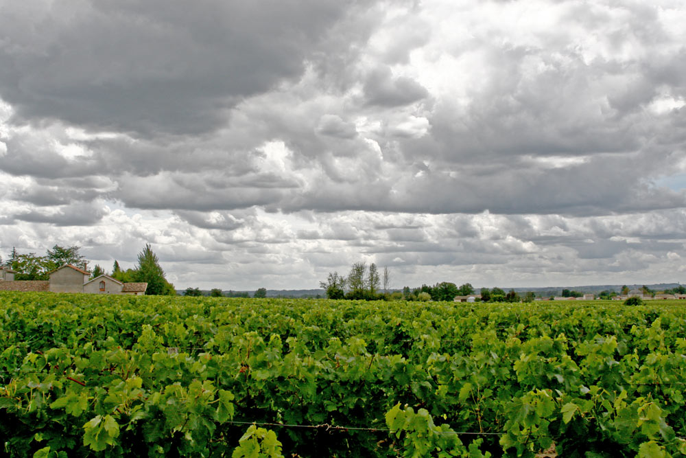 WEINGARTEN BEI ST EMILLION