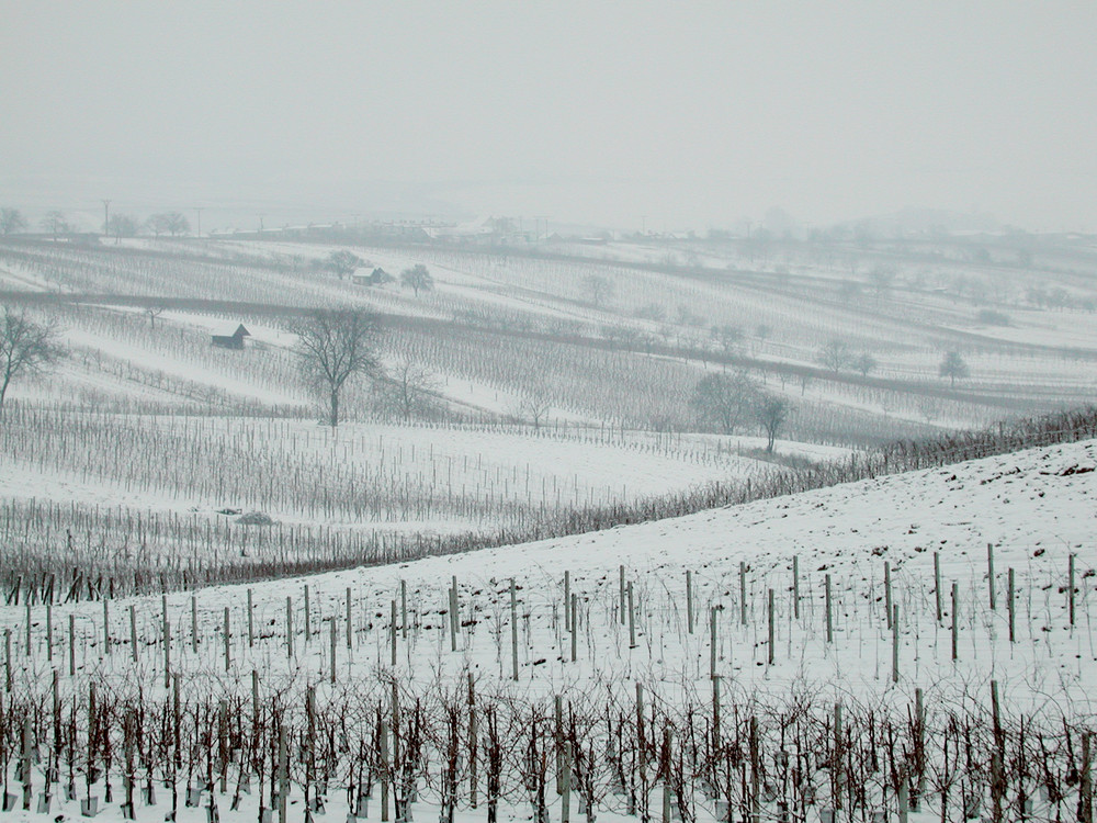 WEINGARTEN, CEJKOVICE