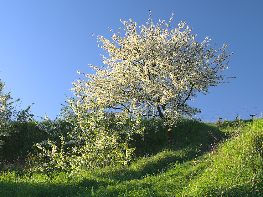 Weingarten Frühling 027 2016