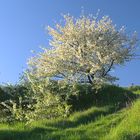 Weingarten Frühling 027 2016