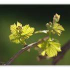 Weingarten Frühling 2015 011