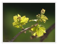 Weingarten Frühling 2015 011