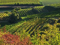 Weingarten Herbst 004aa 2017