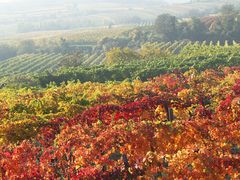 Weingarten Herbst 019aa 2017