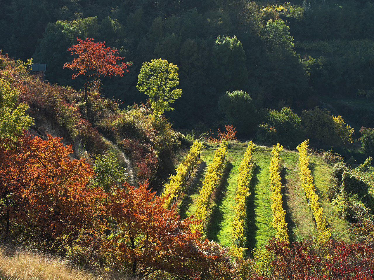 Weingarten Herbst 2021 017