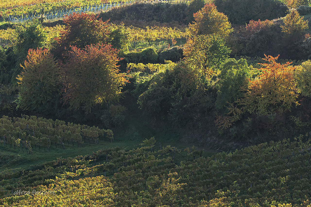 Weingarten Herbst 2021 028