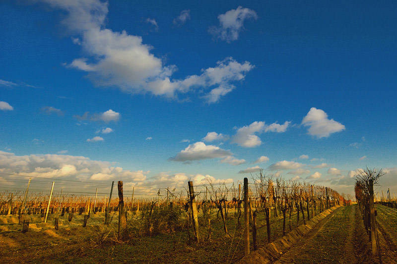 Weingarten im Burgenland