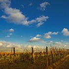 Weingarten im Burgenland