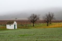 Weingarten im Dezember