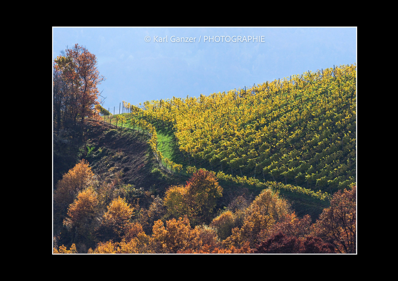 Weingarten im Herbst Südsteiermark 2