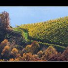 Weingarten im Herbst Südsteiermark 2