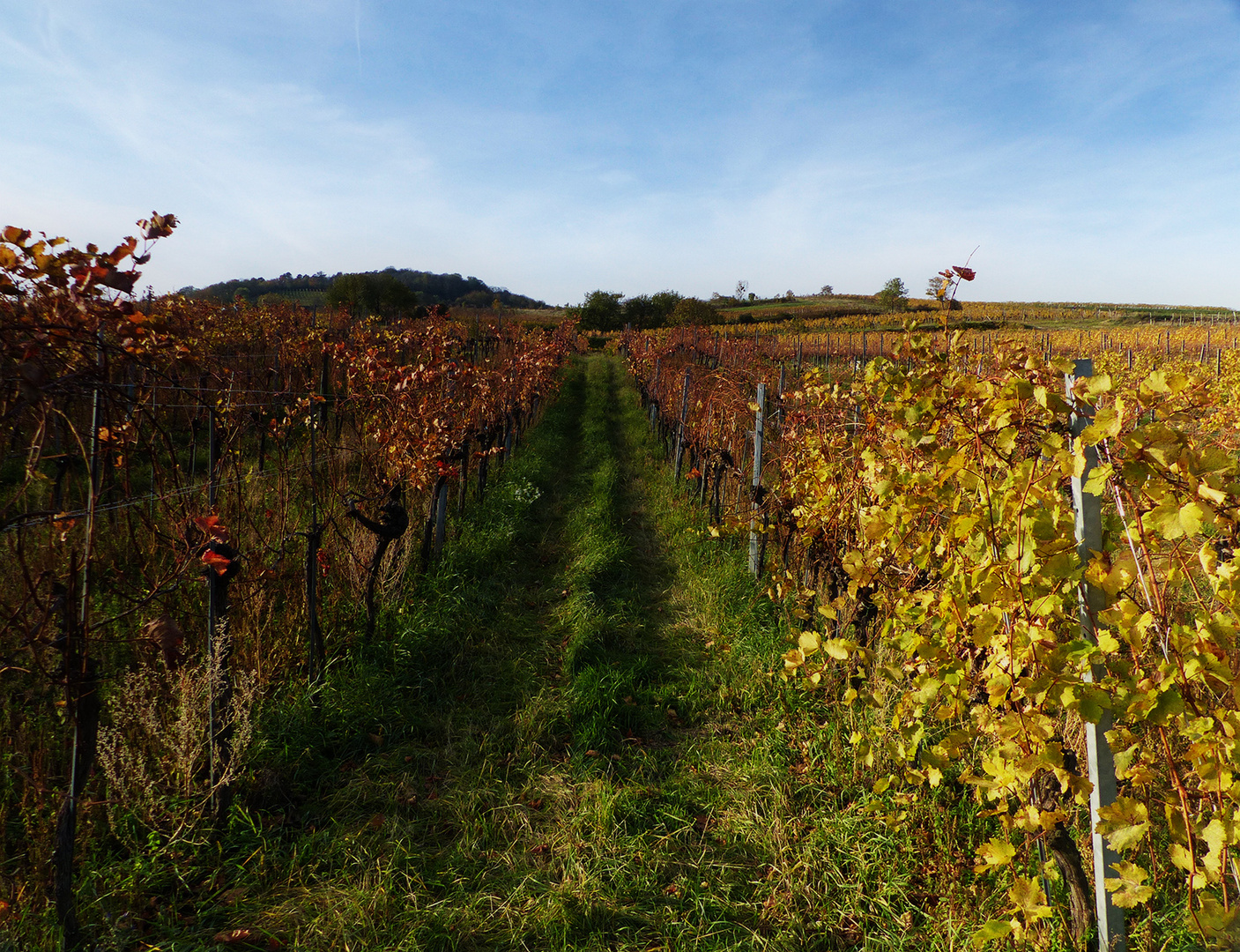 Weingarten im Herbstlicht