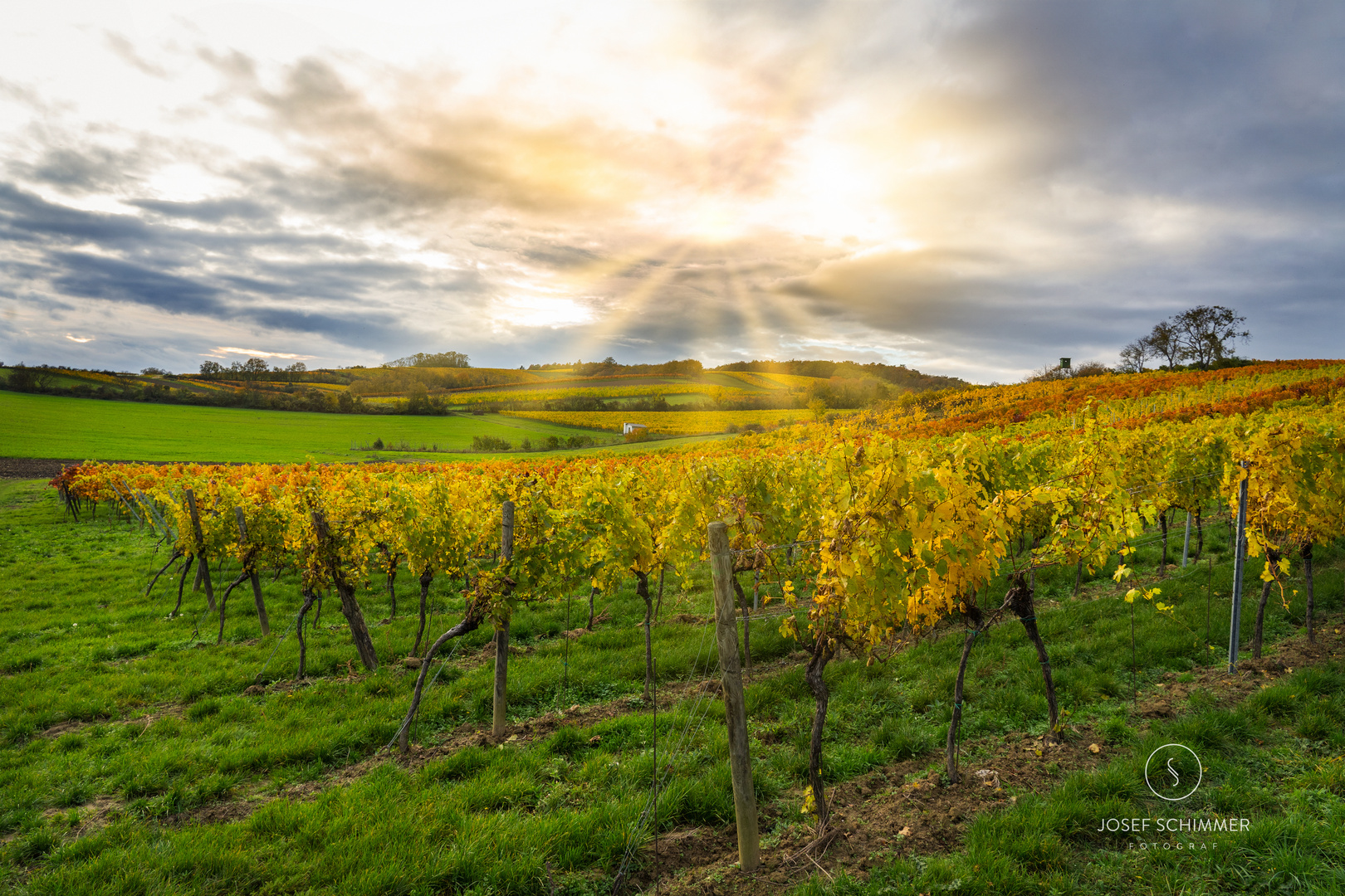 Weingarten im Herbstlicht