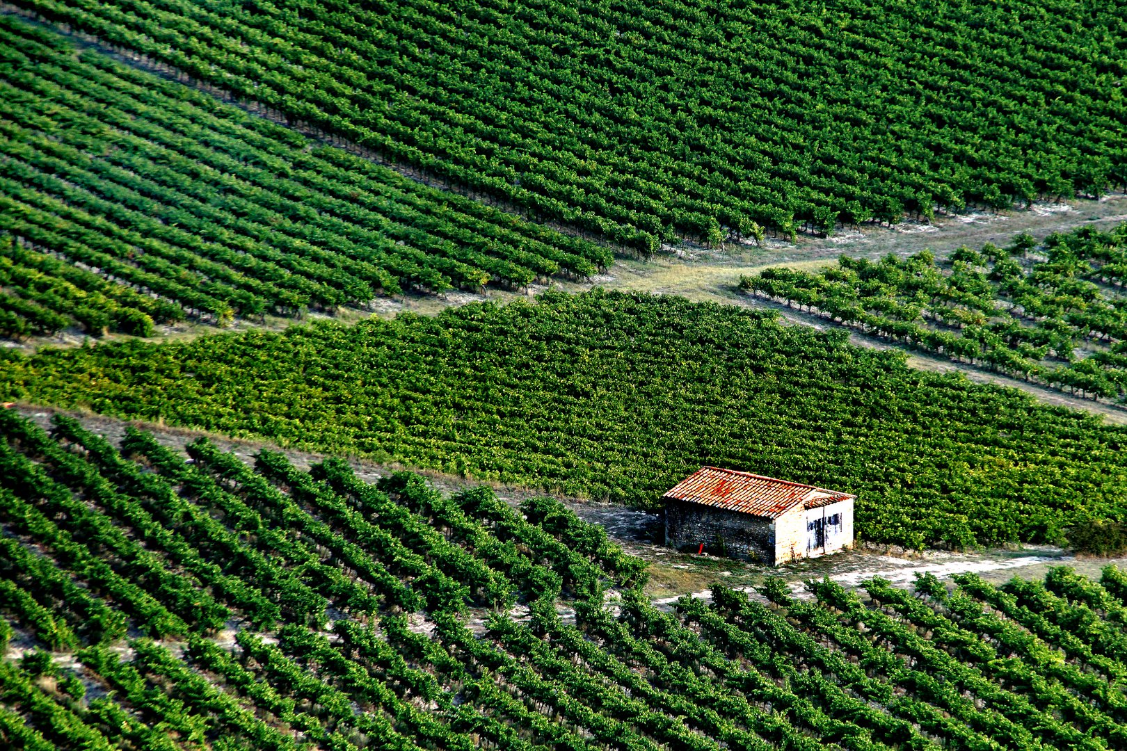 Weingarten im Luberon